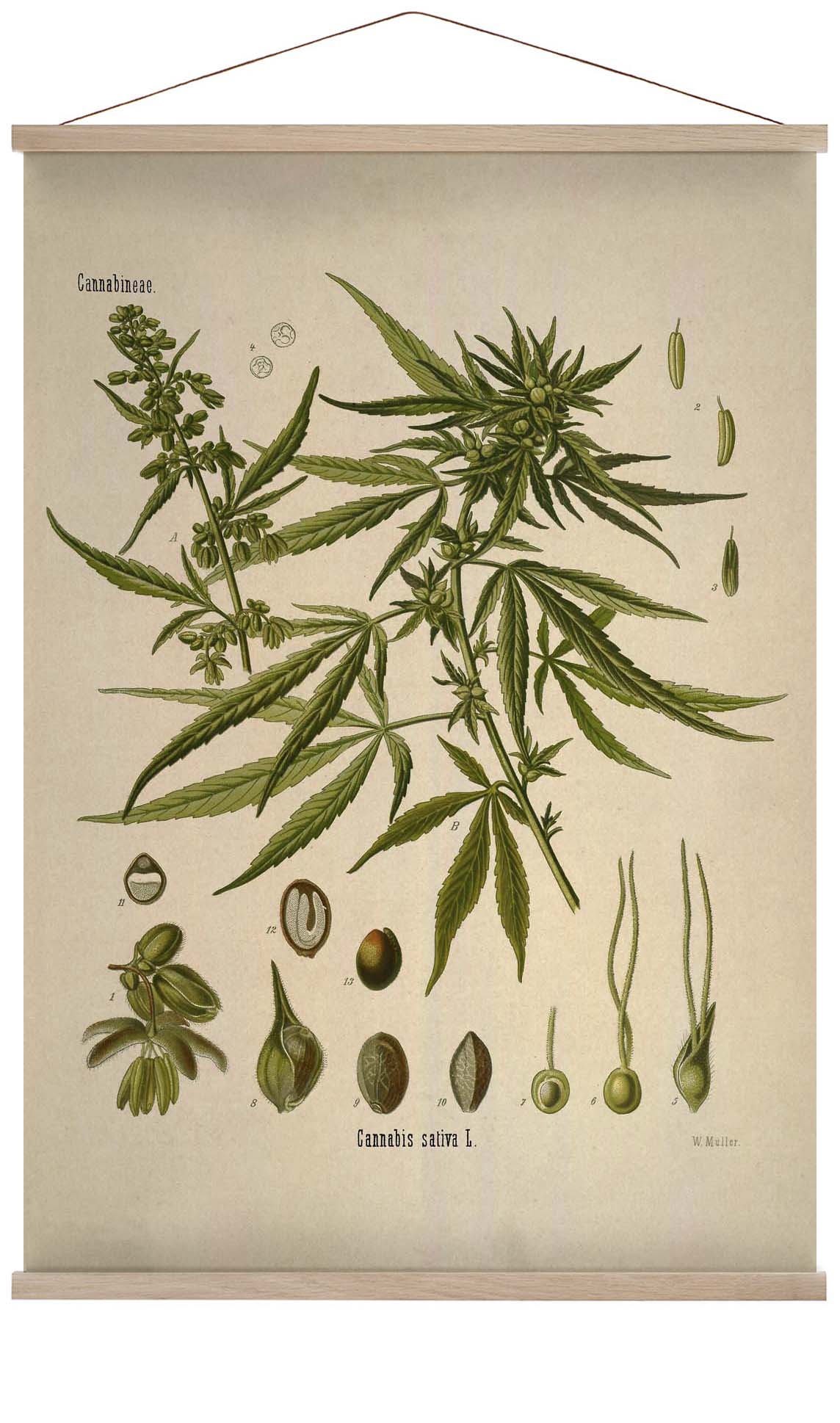 Cannabis Sativa School