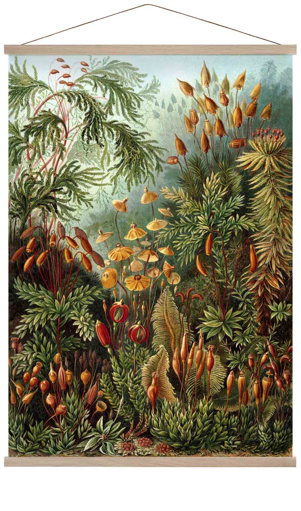 Mushroom ForestPrint by Ernst Haeckel