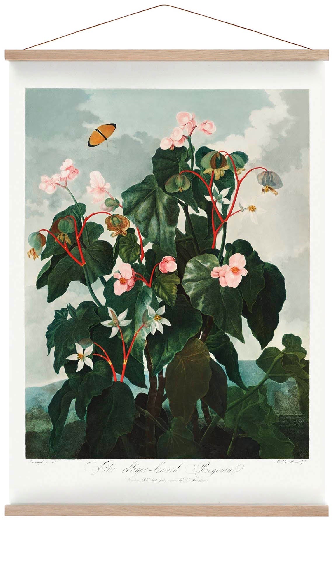 Begonia from The Temple of Flora