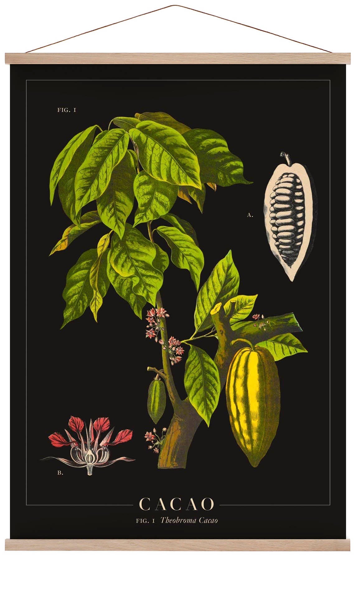 Cacao