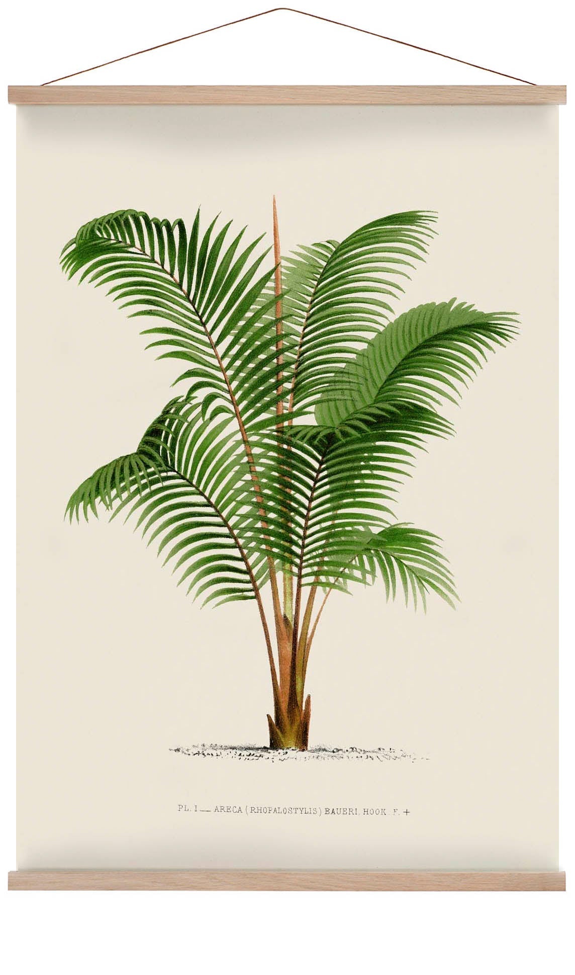 Areca Bauer Palm Tree Art Print