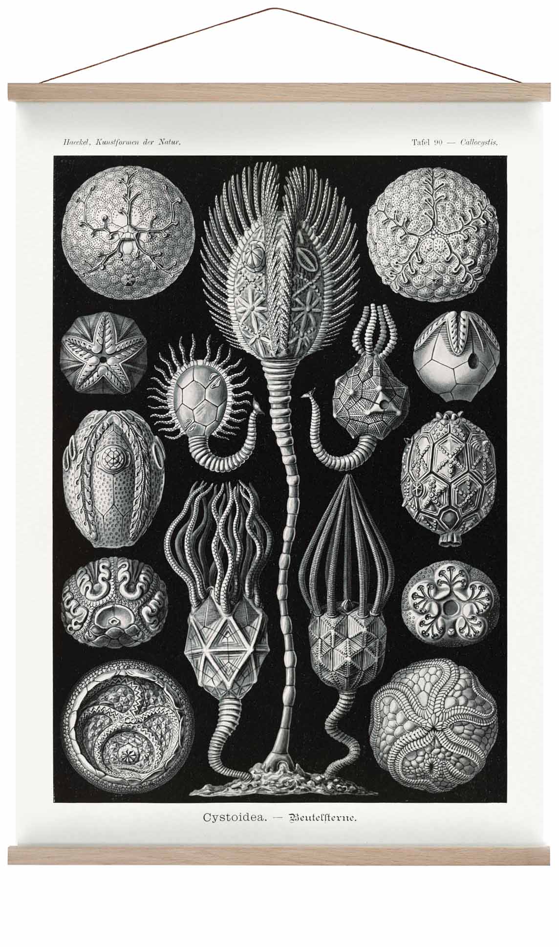 Cystoidea by Ernst Haeckel