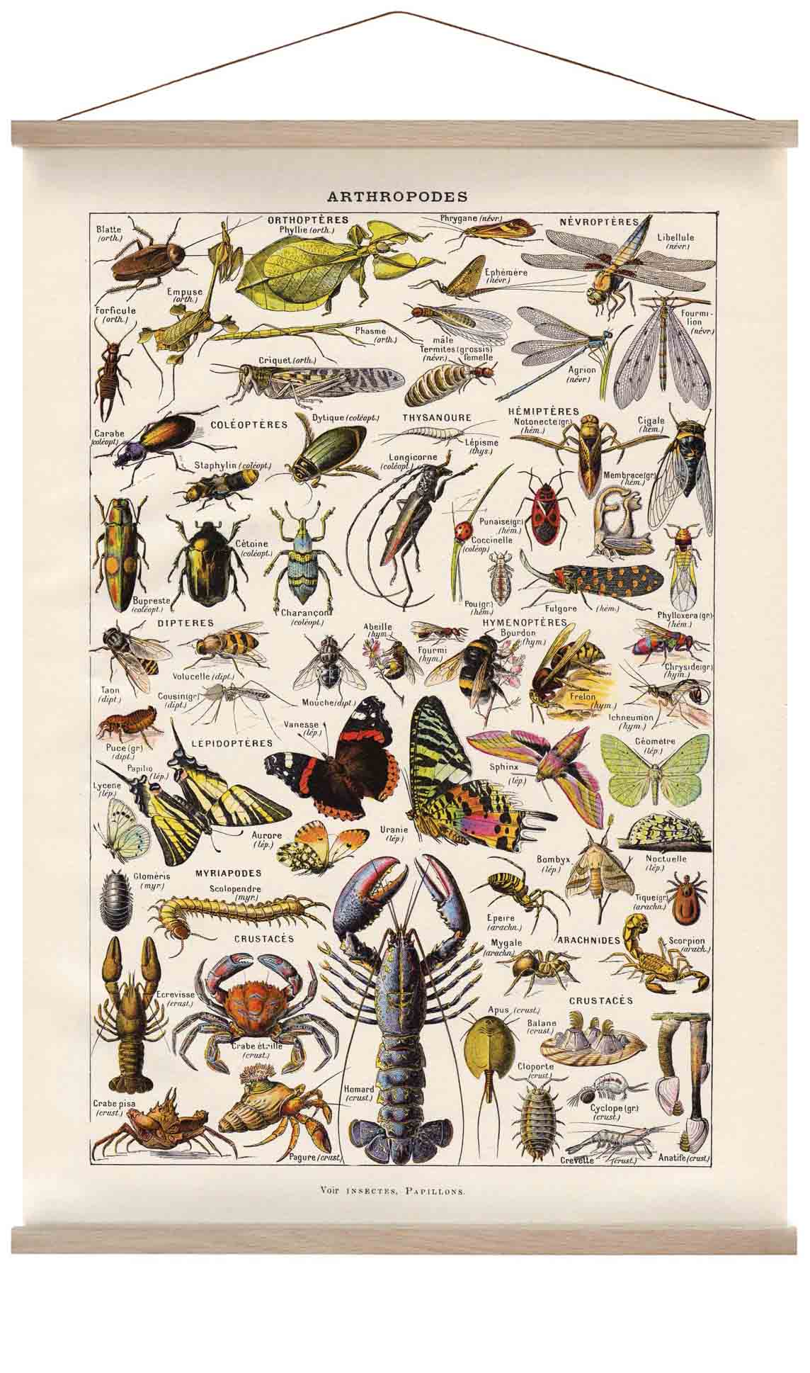 Arthropodes Larousse