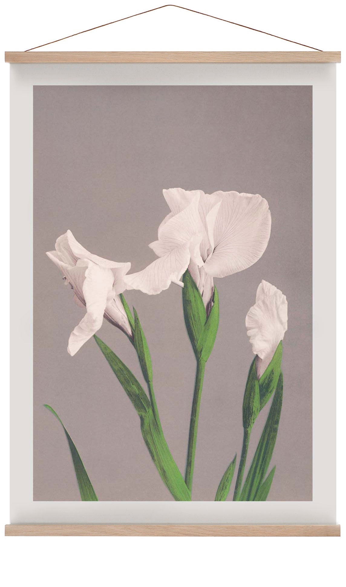 White Irises by Ogawa Kazumasa