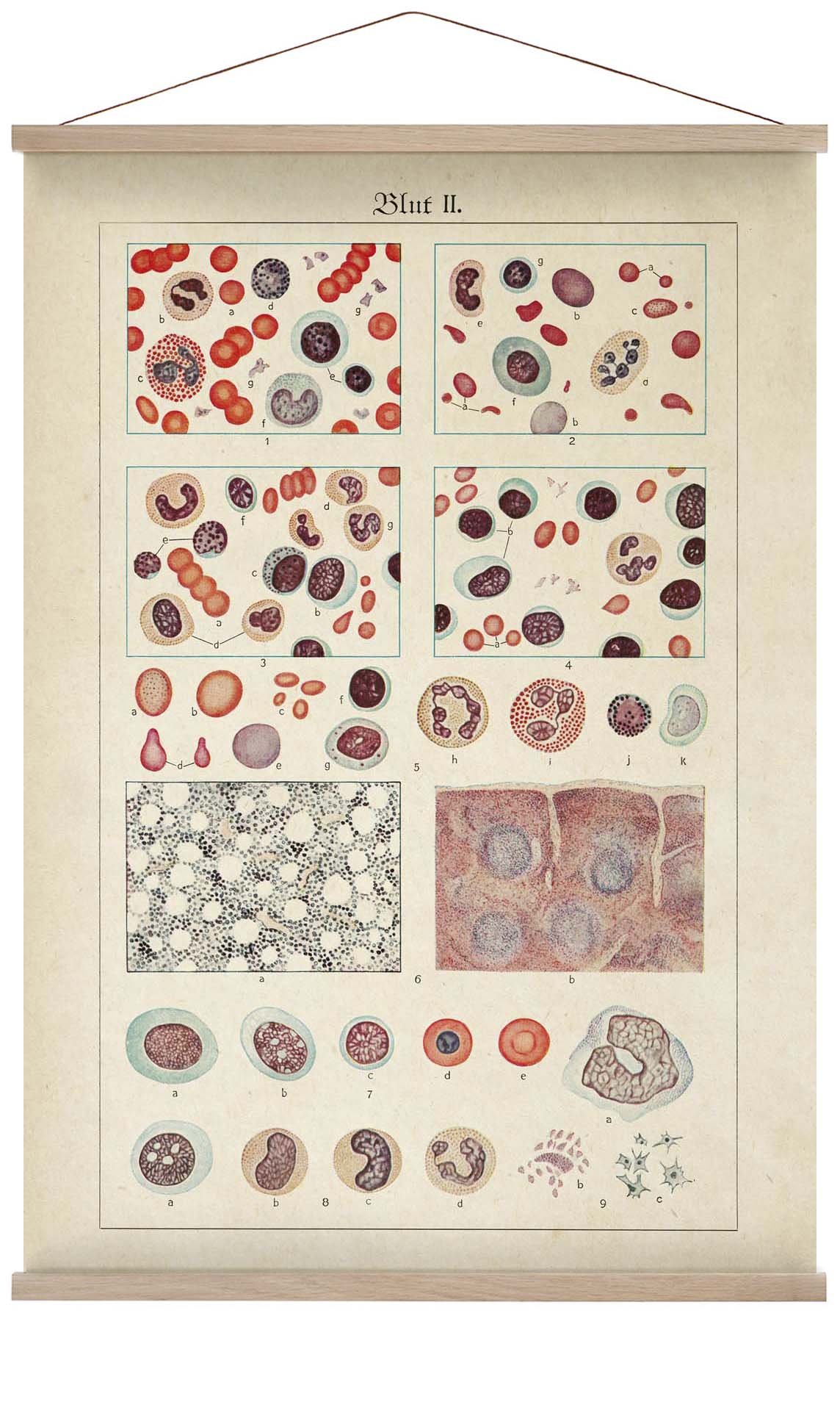Antique Blood Cells