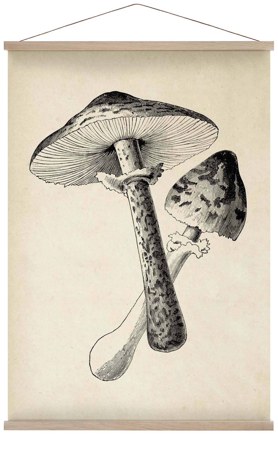 Antique Mushroom