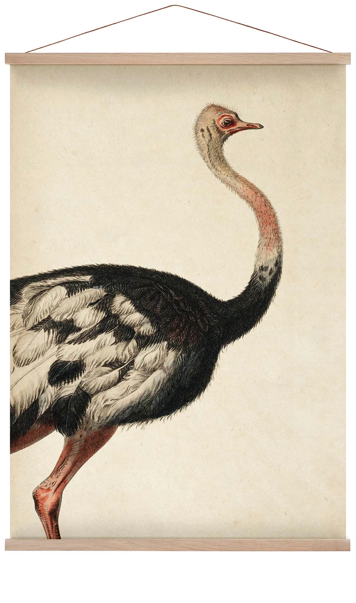 Antique Ostrich I