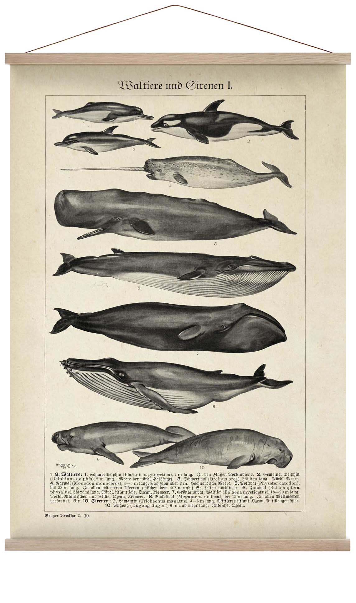 Antique Whales