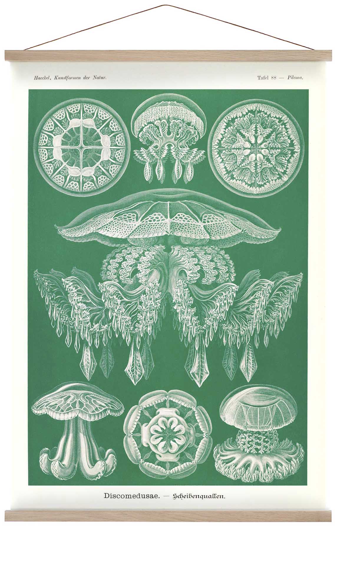 Discomedusae Green Jellyfish by Ernst Haeckel with borders