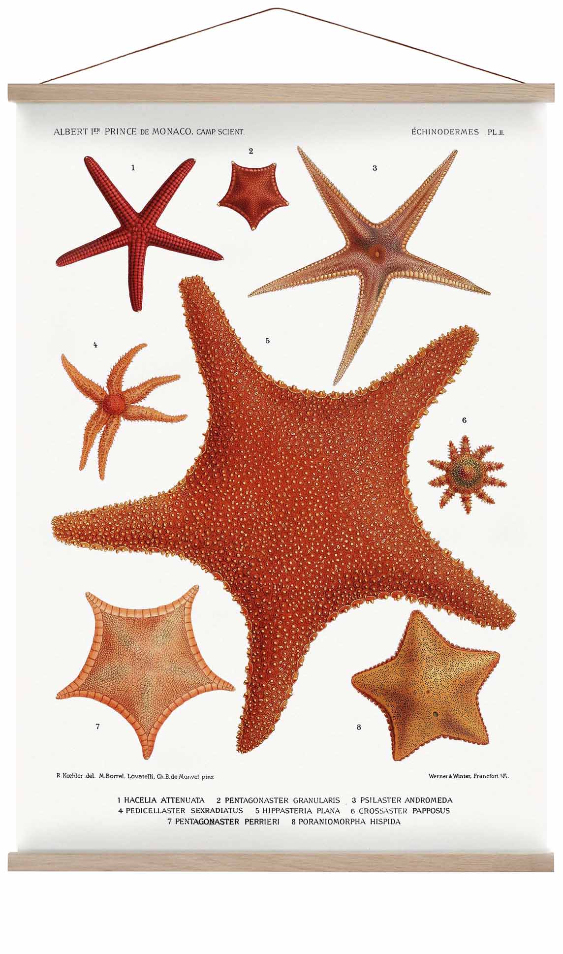 Starfish Varieties 2
