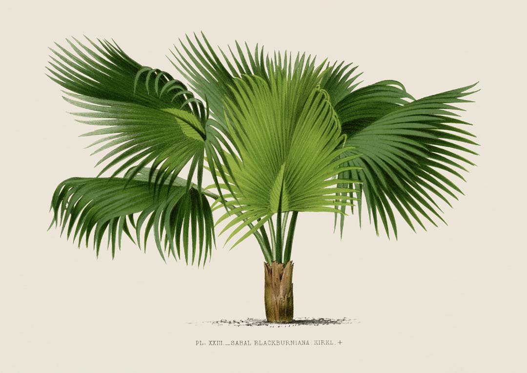 Sabal Blackburniana Palm Tree Kunstdruck