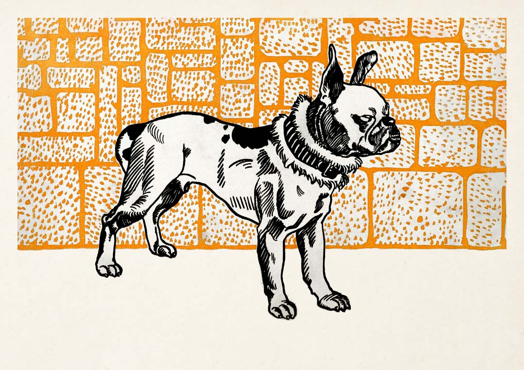 Pitbull Terrier von Moritz Jung