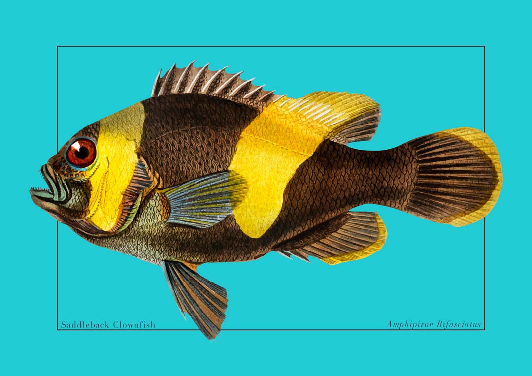 Clownfish Marine Life