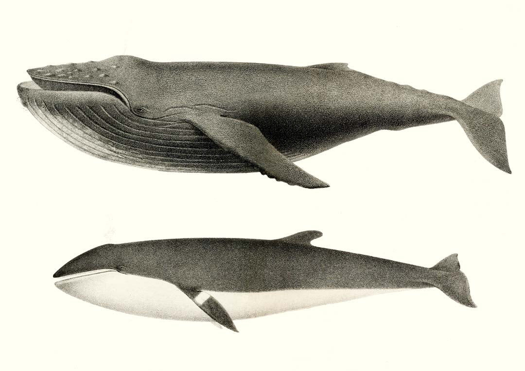 Walweiß und Orca Poster