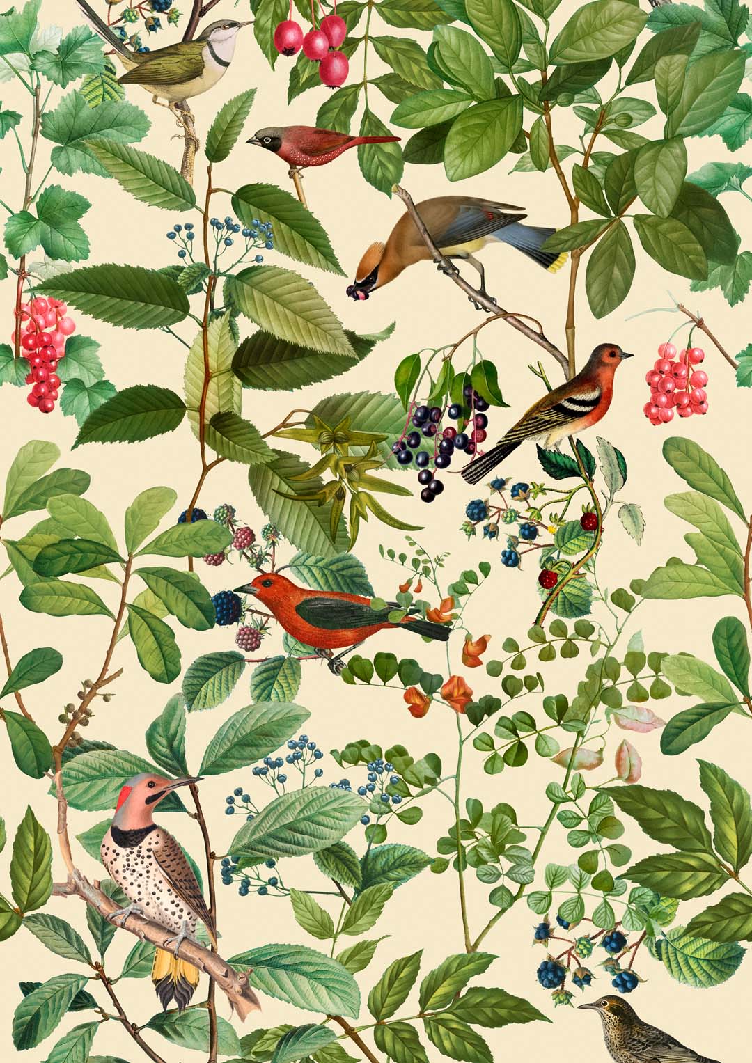 Birds And Berries by Andrea Haase
