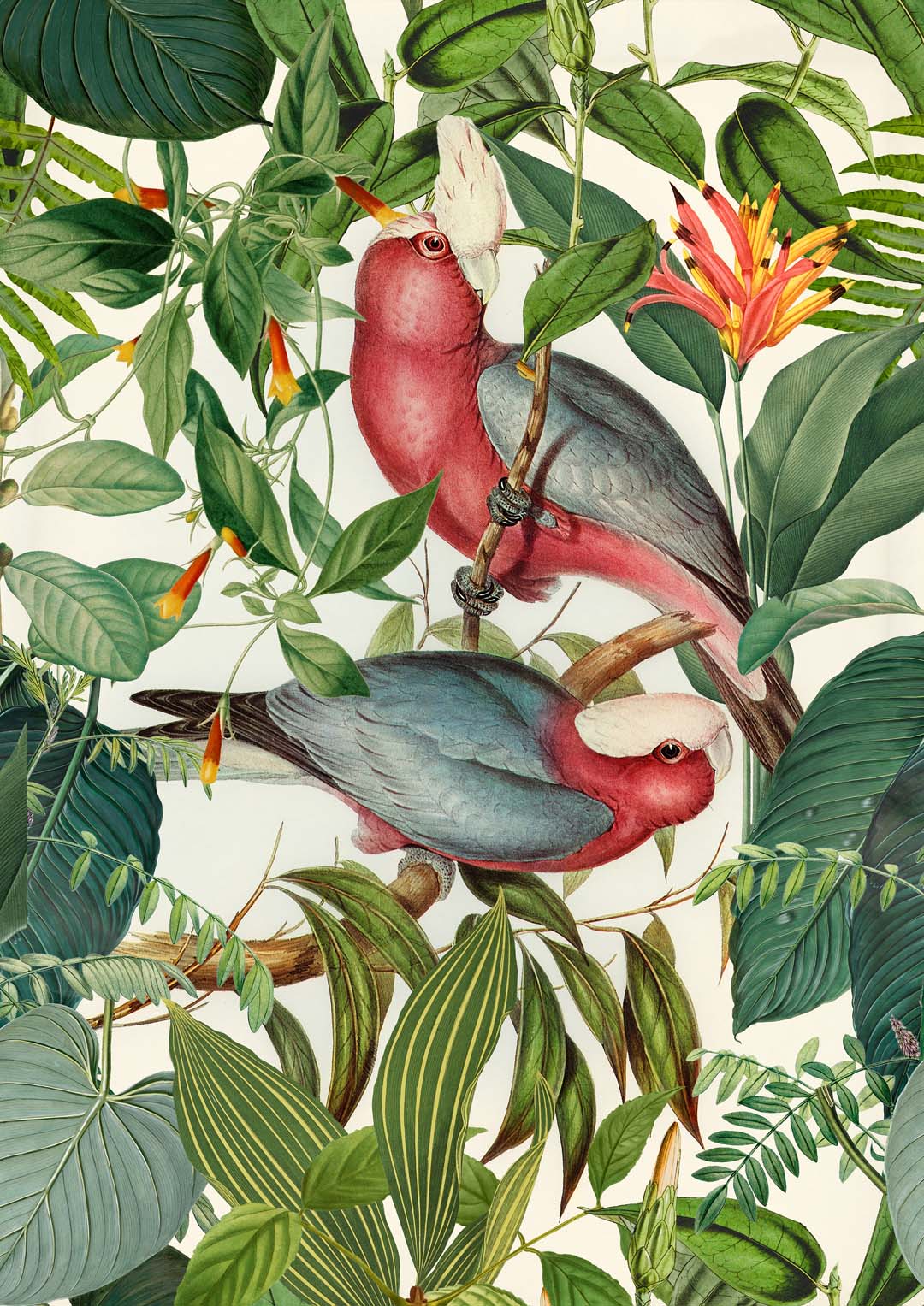 Tropische Sittiche von Andrea Haase