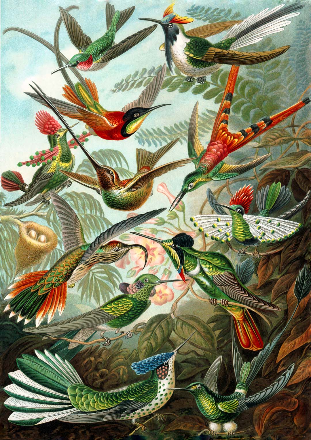 Birds of Paradise by Ernst Haeckel