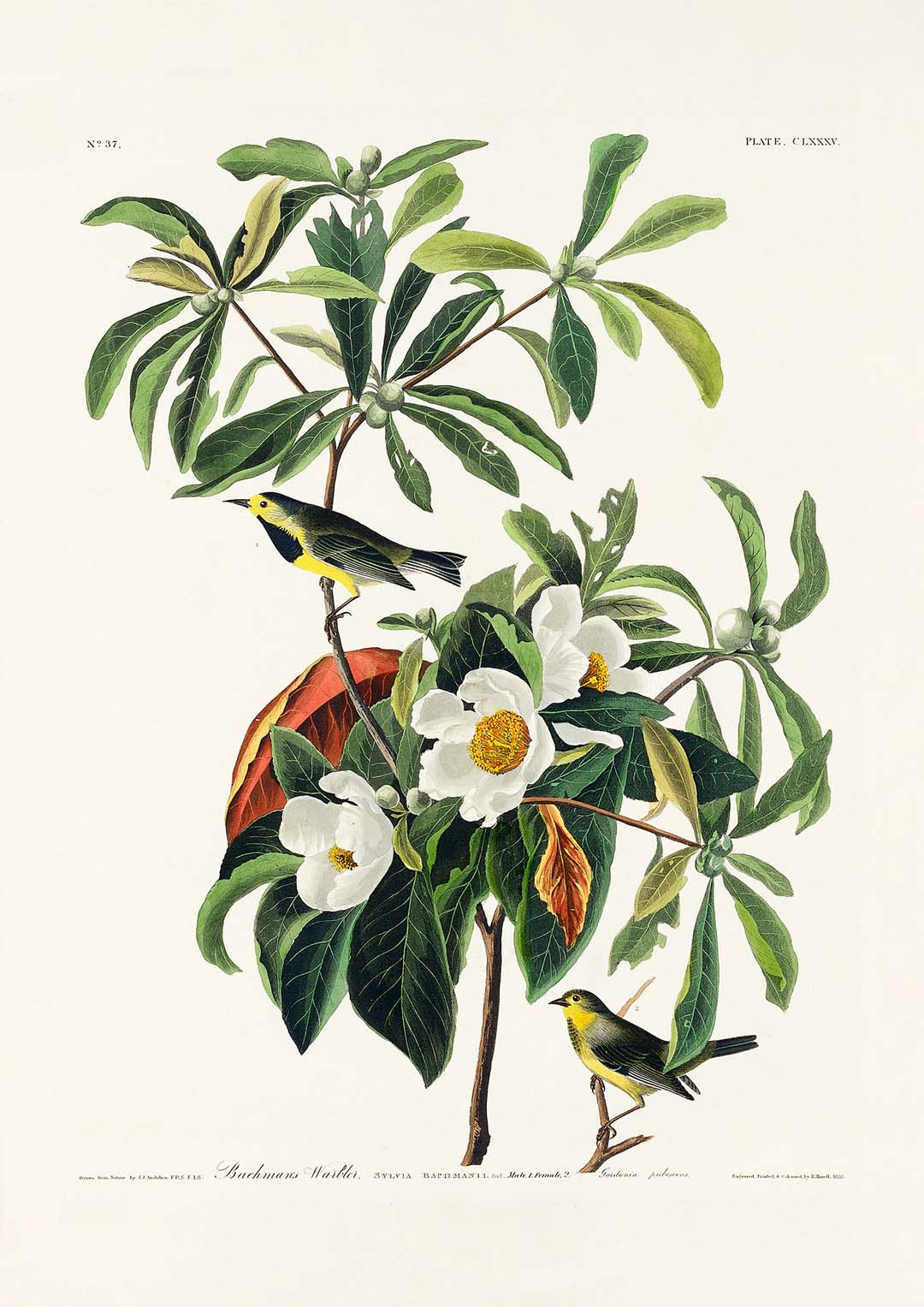 Bachman's Warbler