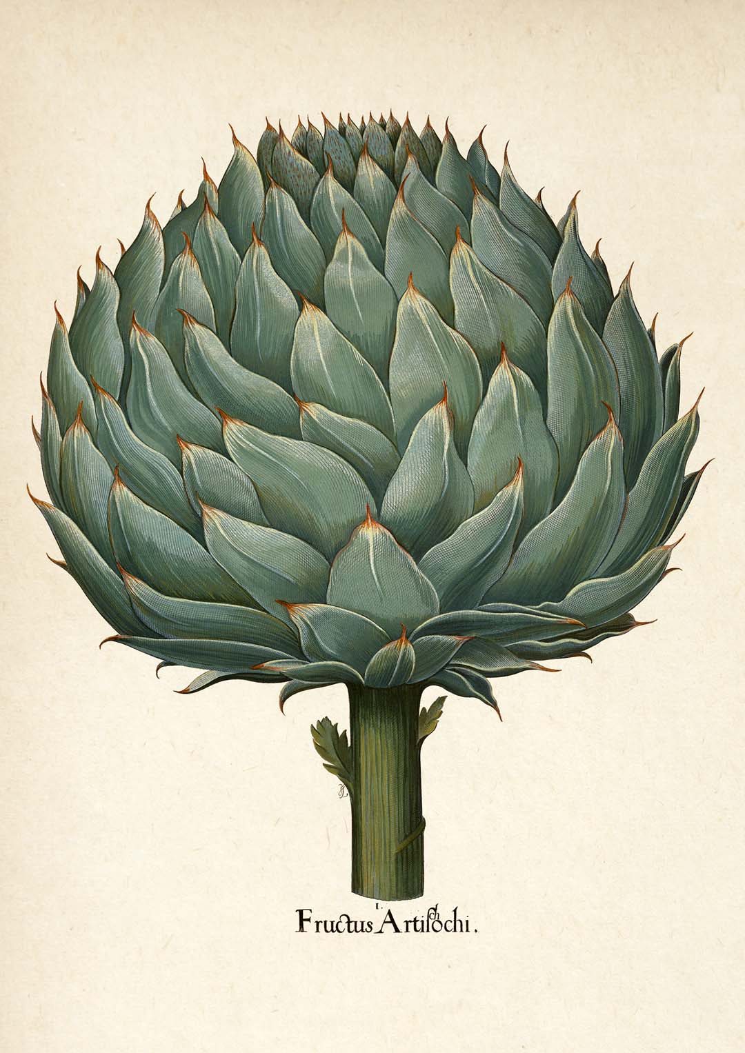 Artichoke