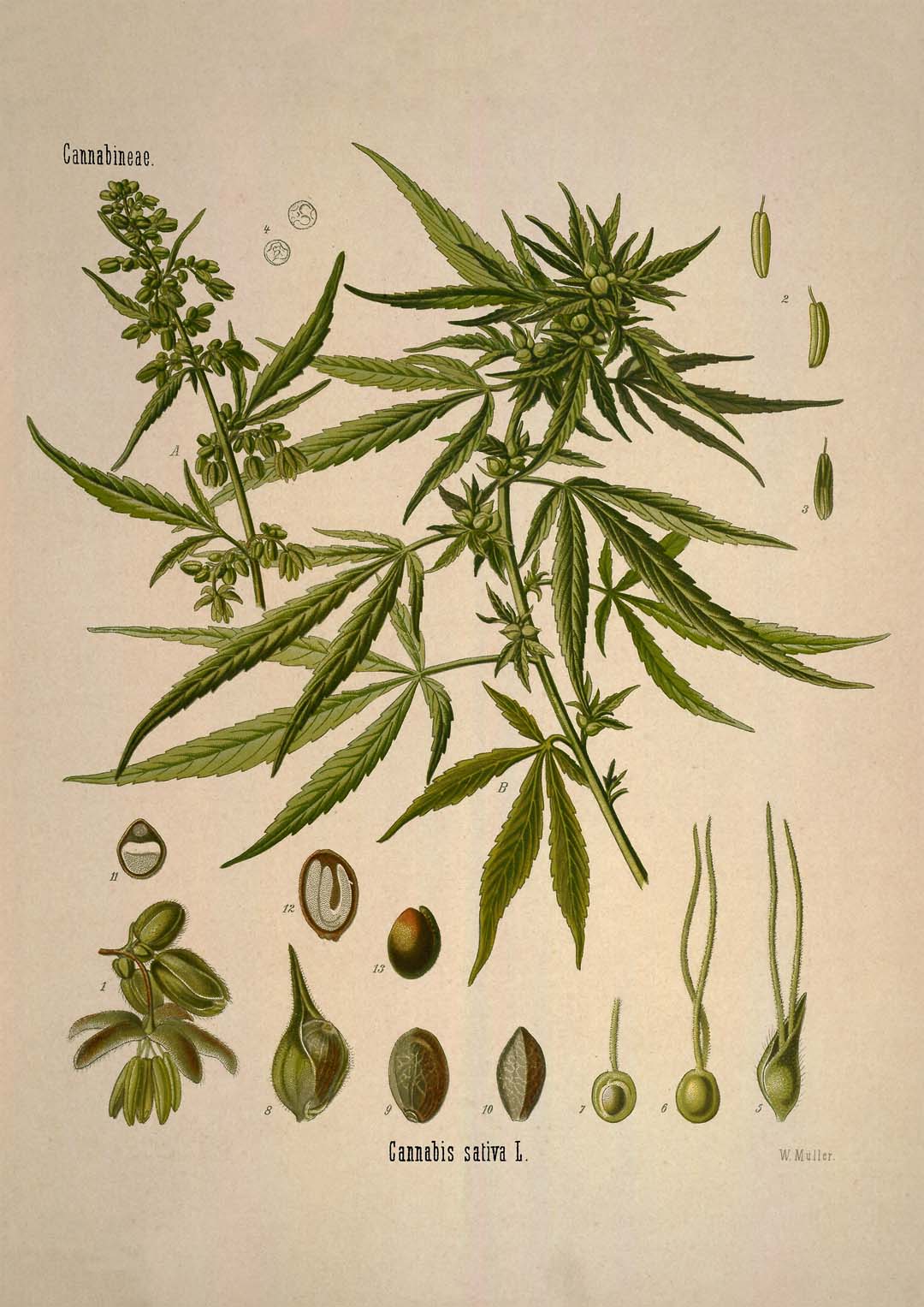 Cannabis Sativa School