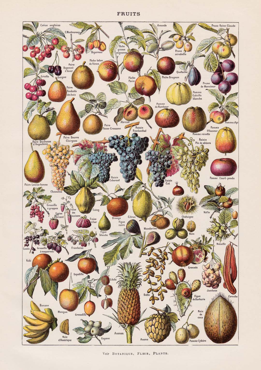 Antique Fruits by Adolphe Millot