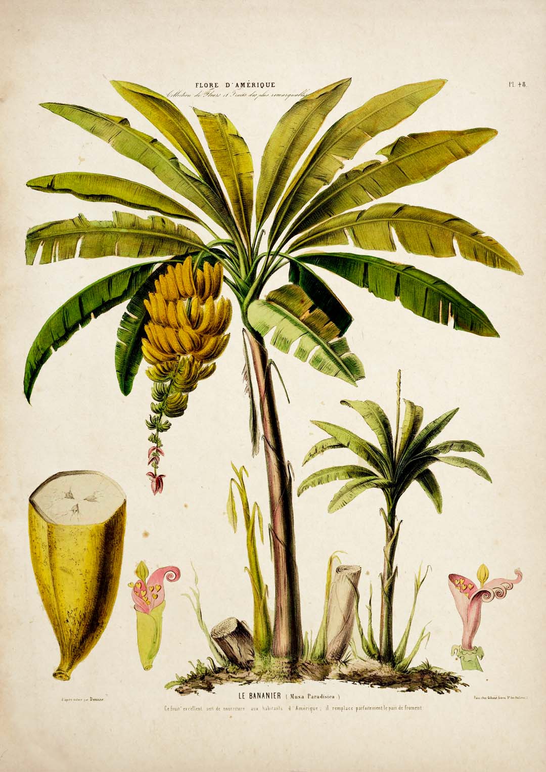Le Bananier