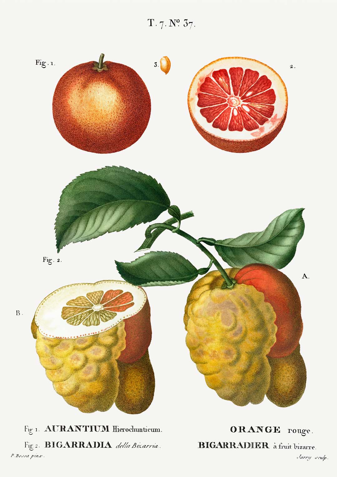 Citrus