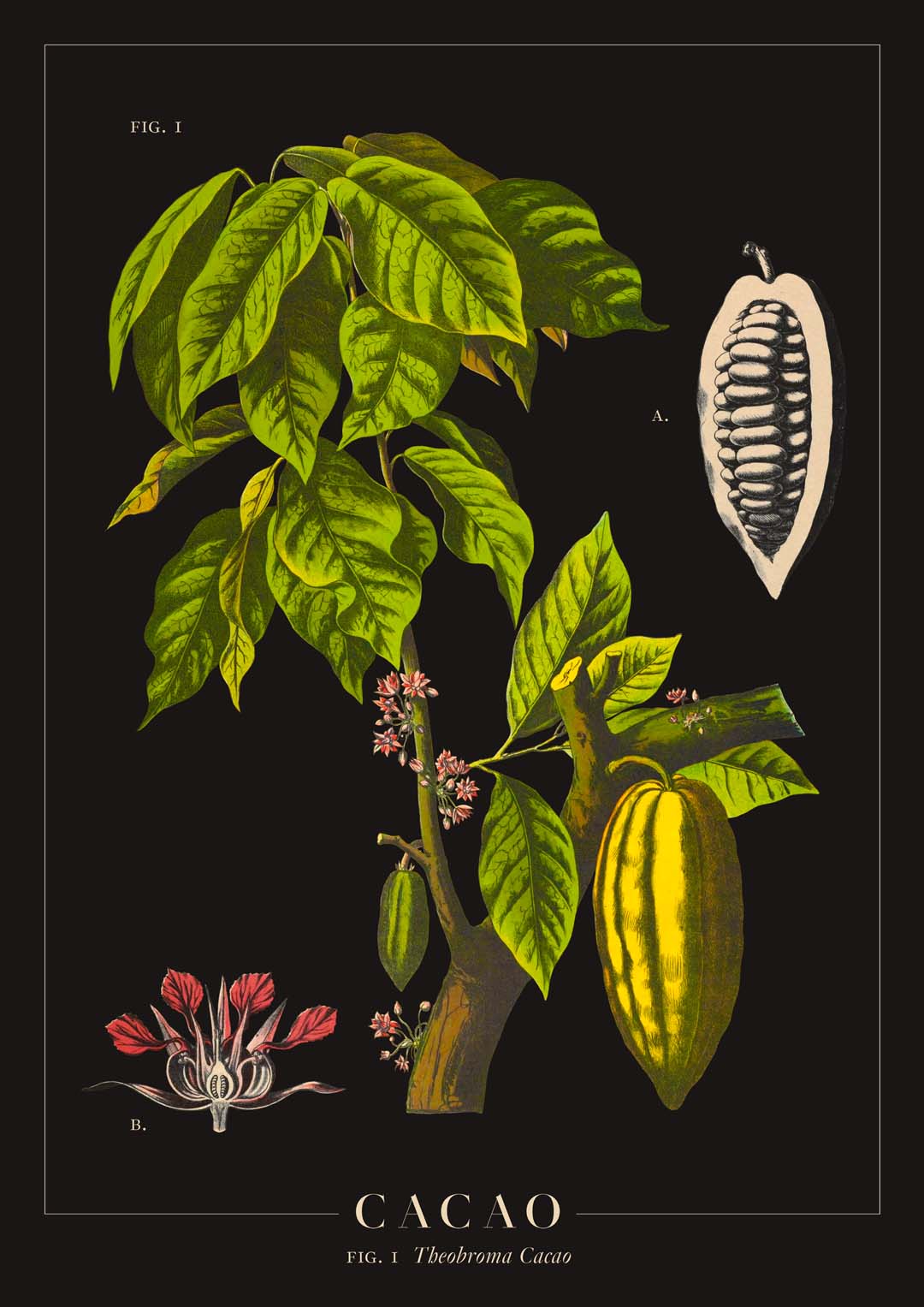 Cacao