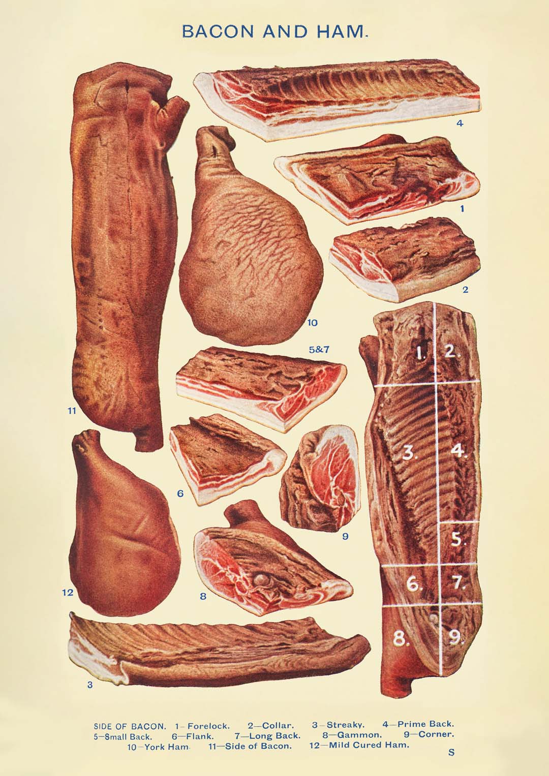 Bacon & Ham from Mrs. Beeton's Household Management