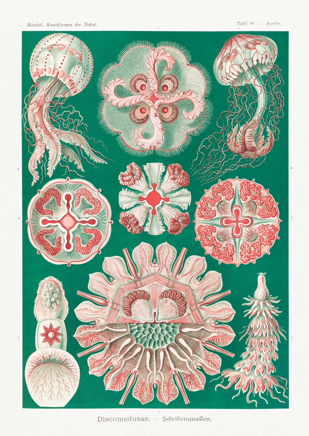 Discomedusae Green Pink by Ernst Haeckel with borders