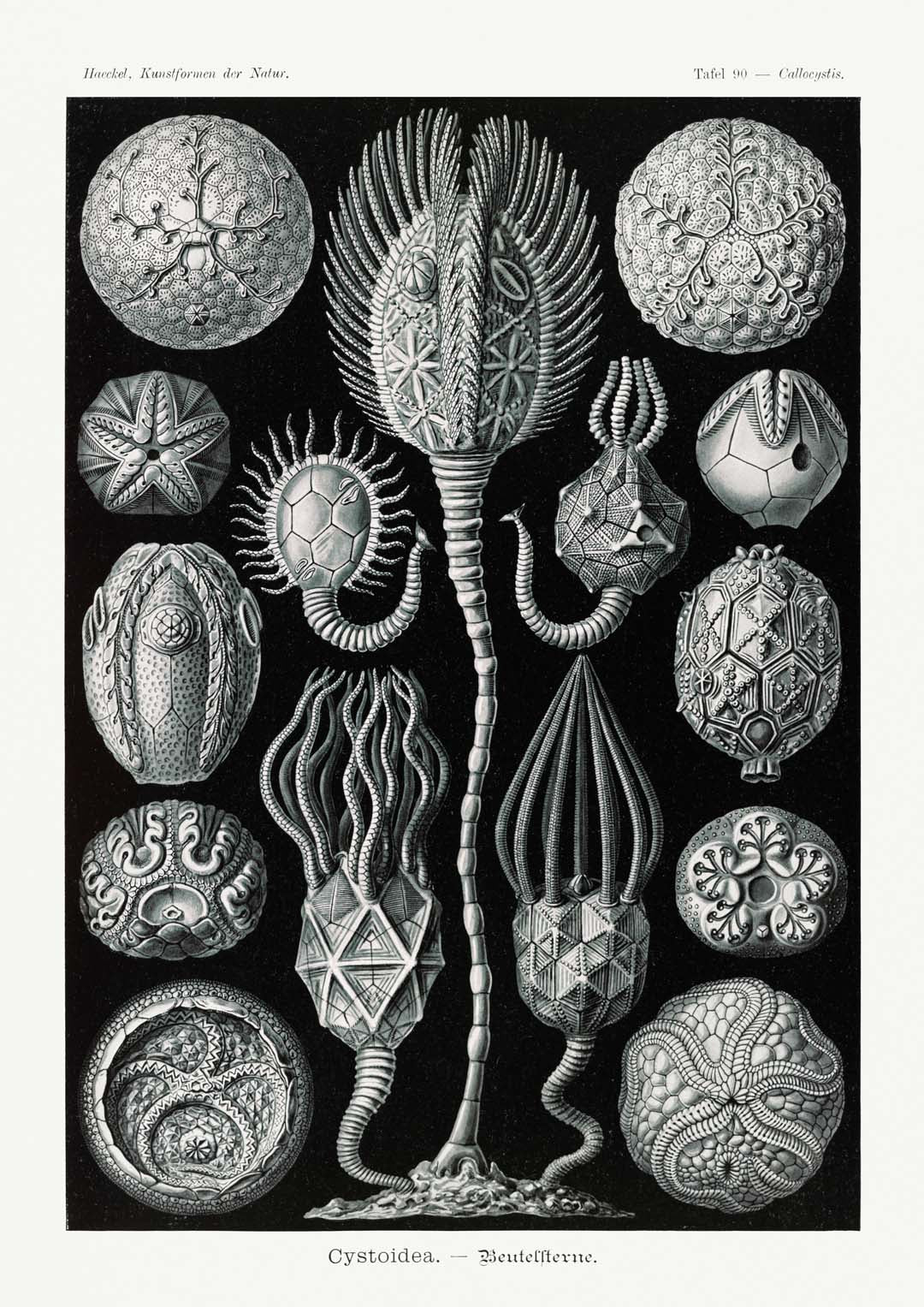 Cystoidea by Ernst Haeckel