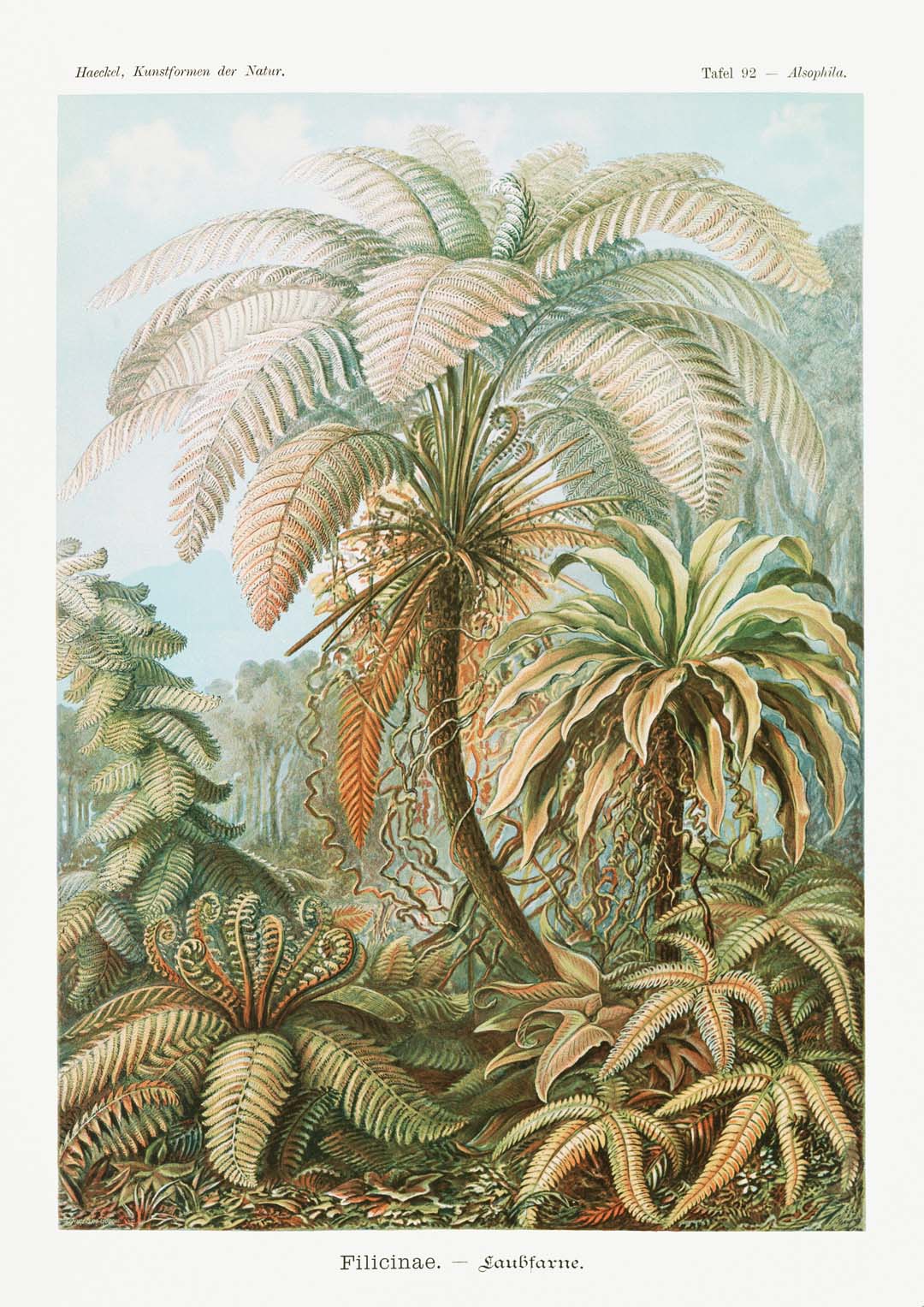 Filicinae Palm Tree by Ernst Haeckel