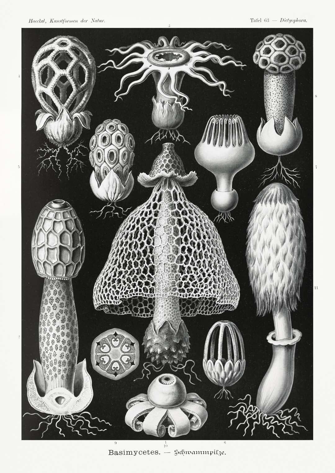 Basimycetes by Ernst Haeckel