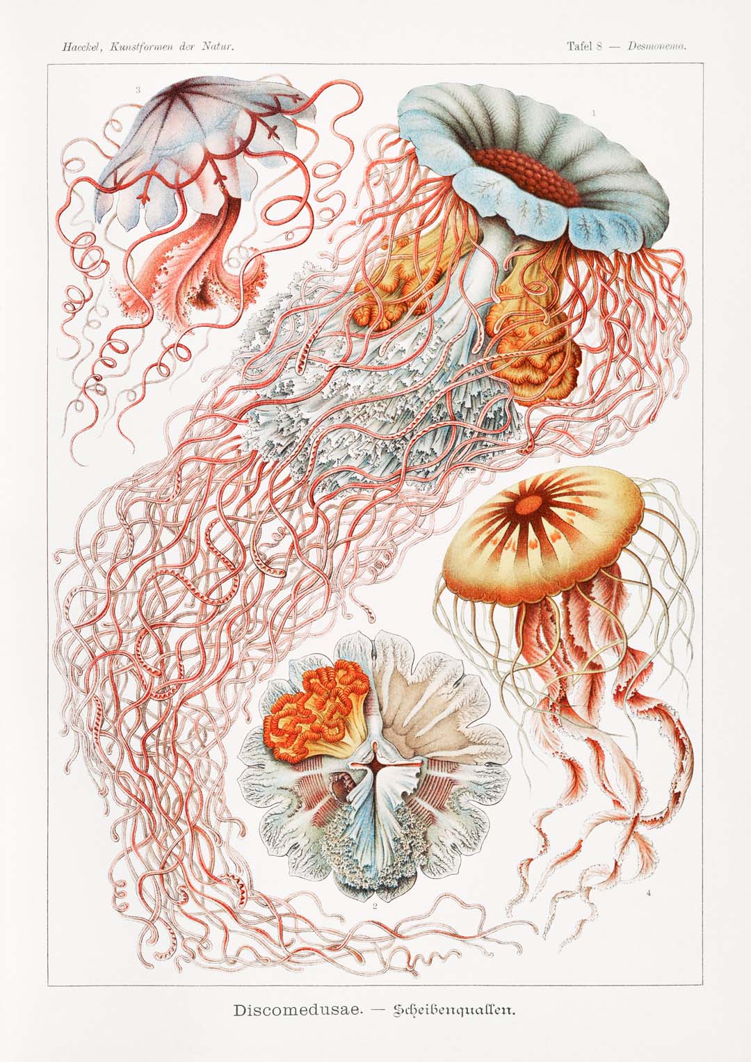 Discomedusae III von Ernst Haeckel