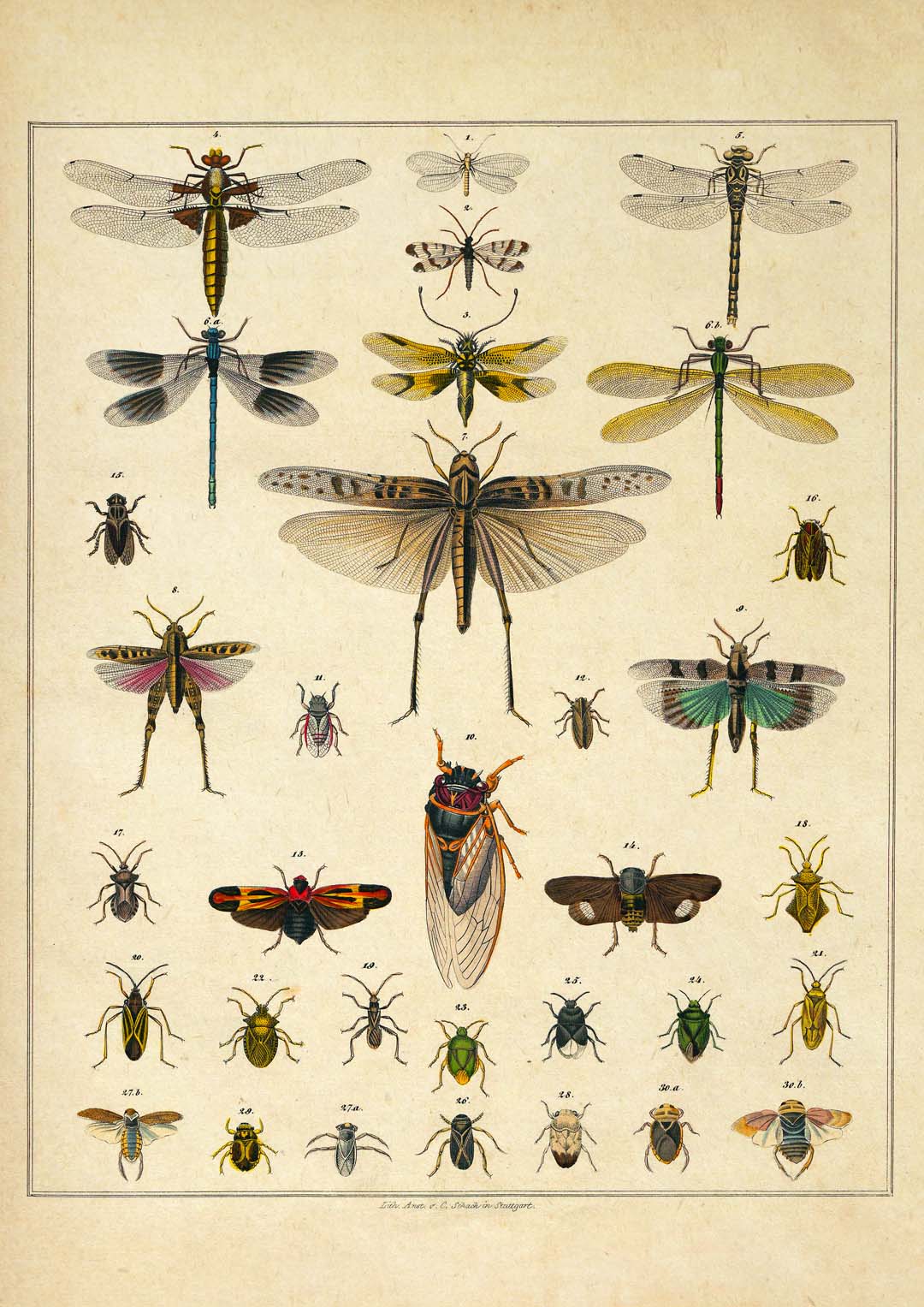 Insects by Oken