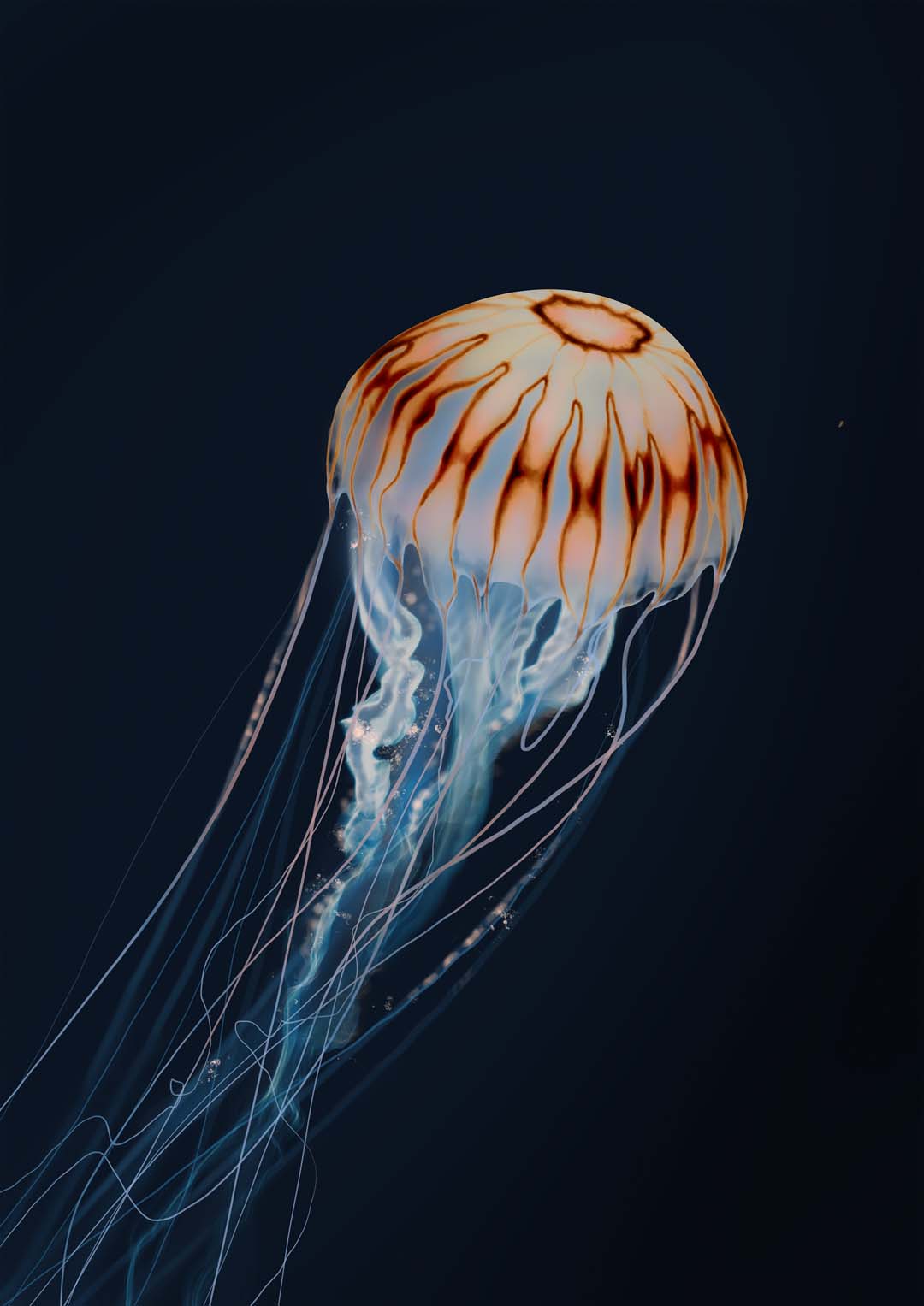 Sparkling Horizon Jellyfish by Julia Charlott