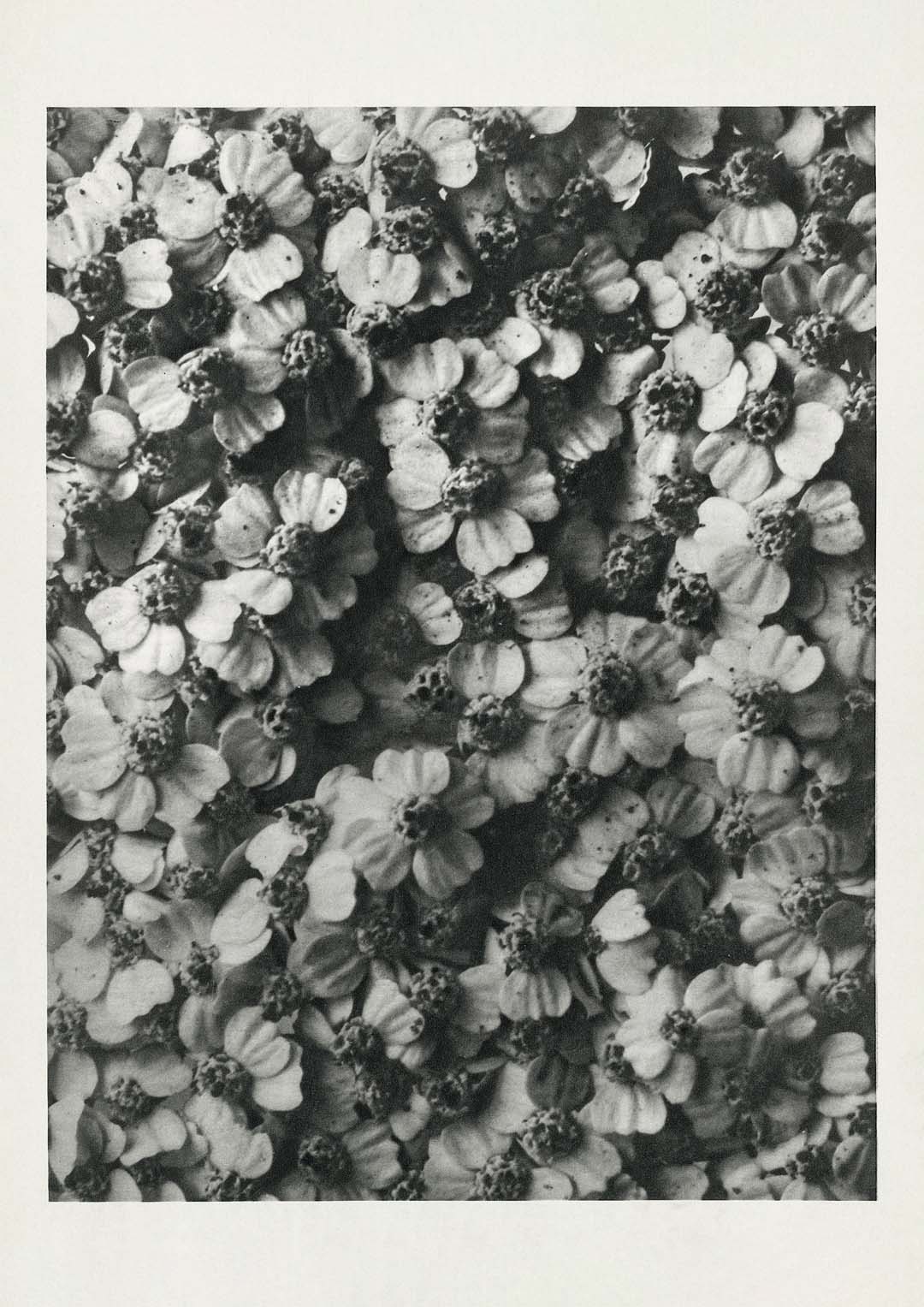 Karl Blossfeldt Pflanzenfotogravur Nr 68