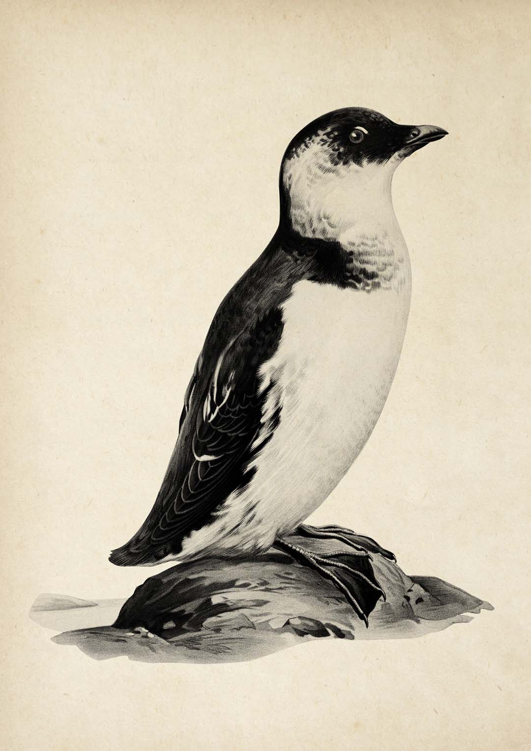 Antique Penguin
