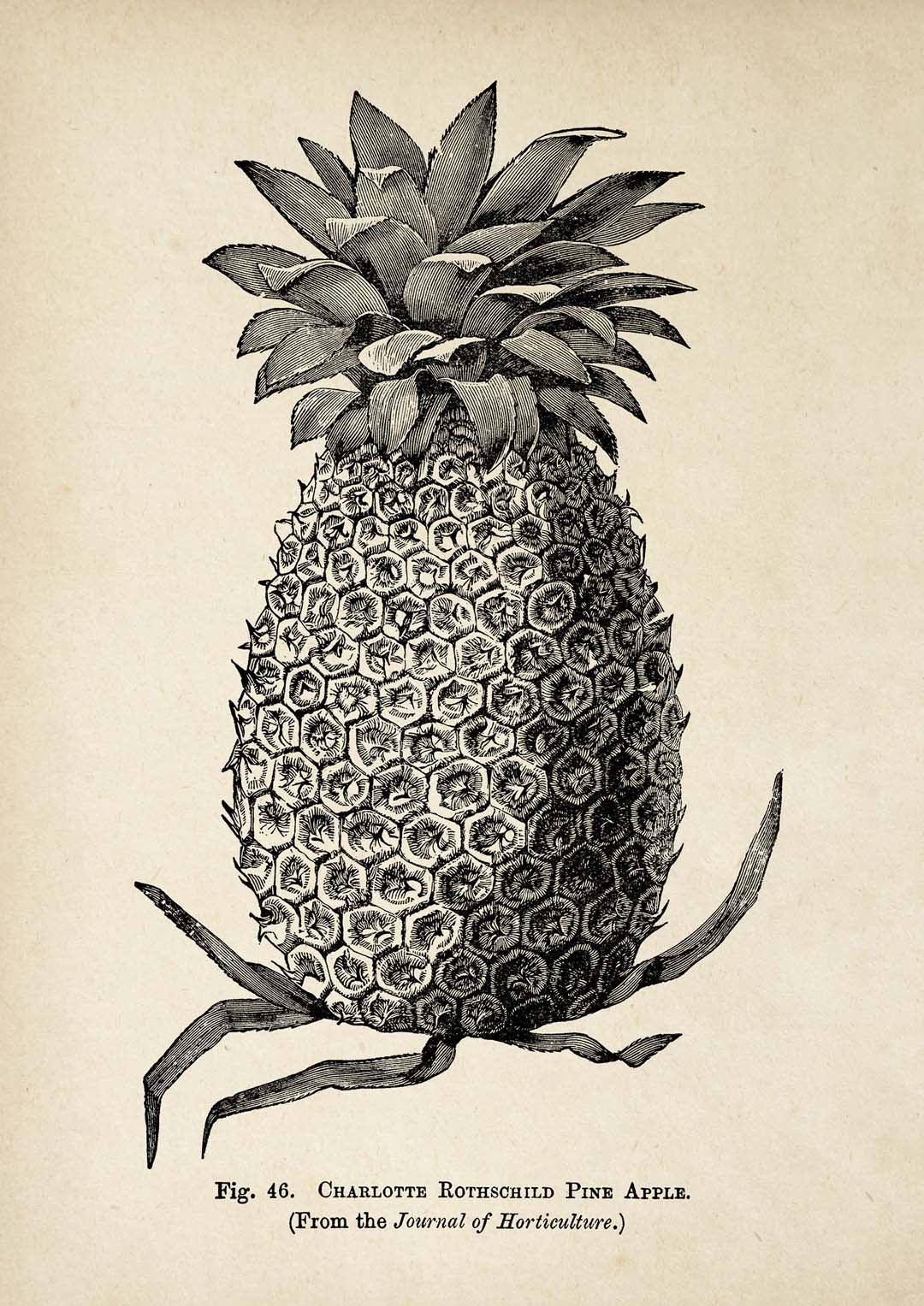 Antique Pineapple