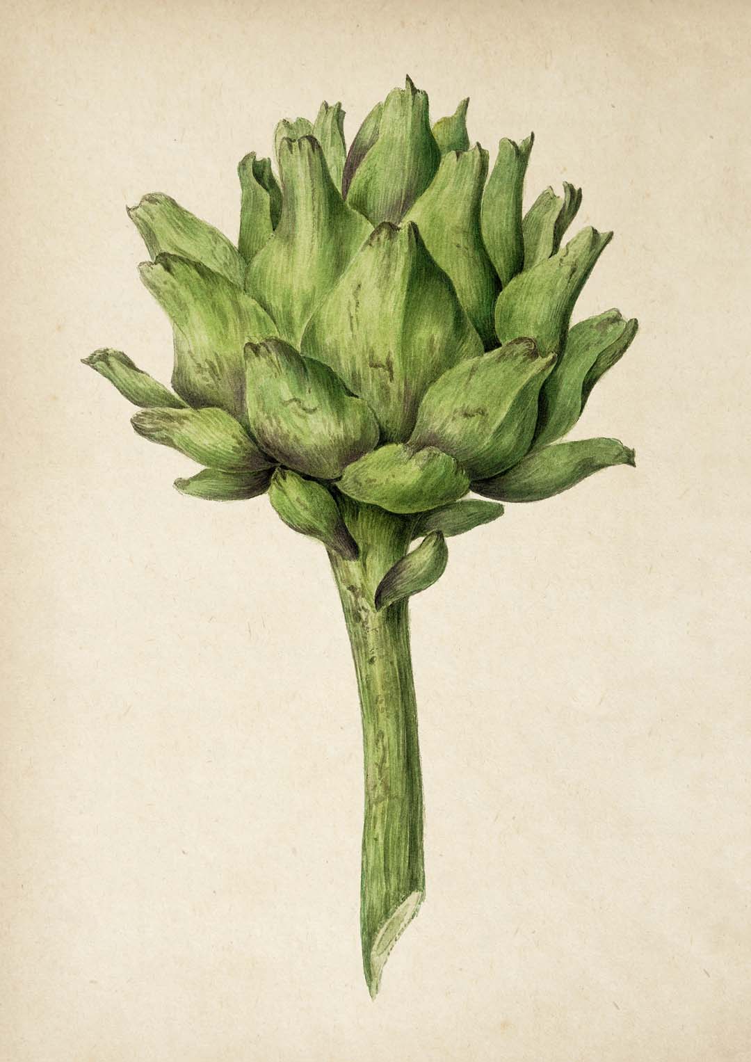 Antique Artichoke