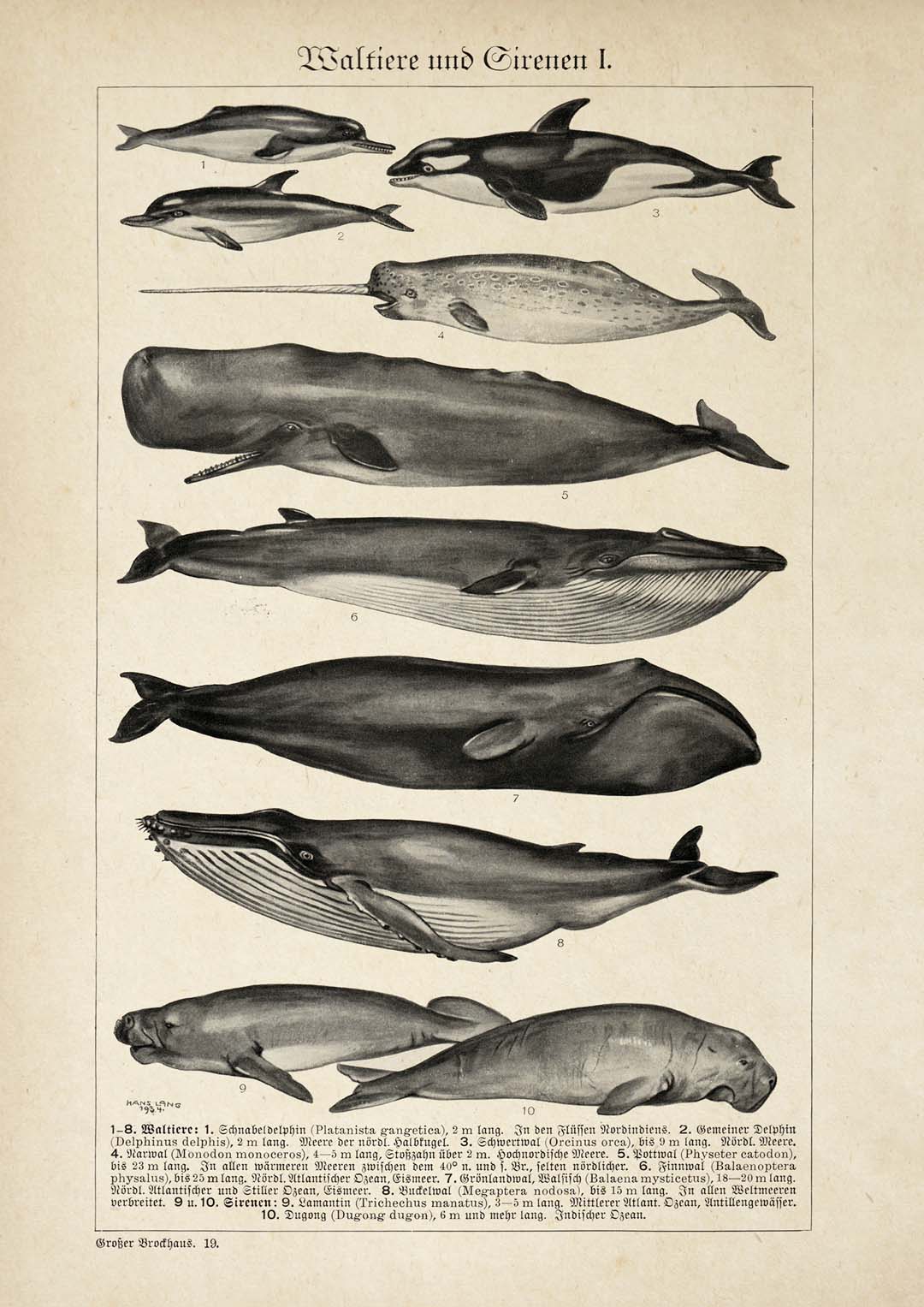 Antique Whales