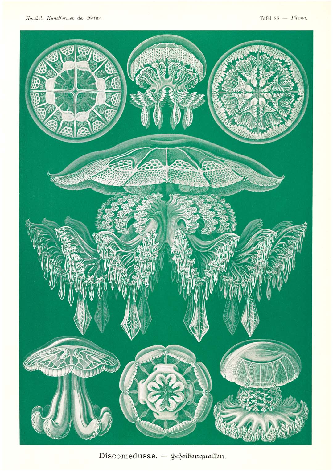Discomedusae Green Jellyfish by Ernst Haeckel with borders