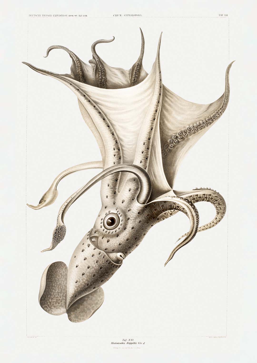 Bleicher Tintenfisch Poster