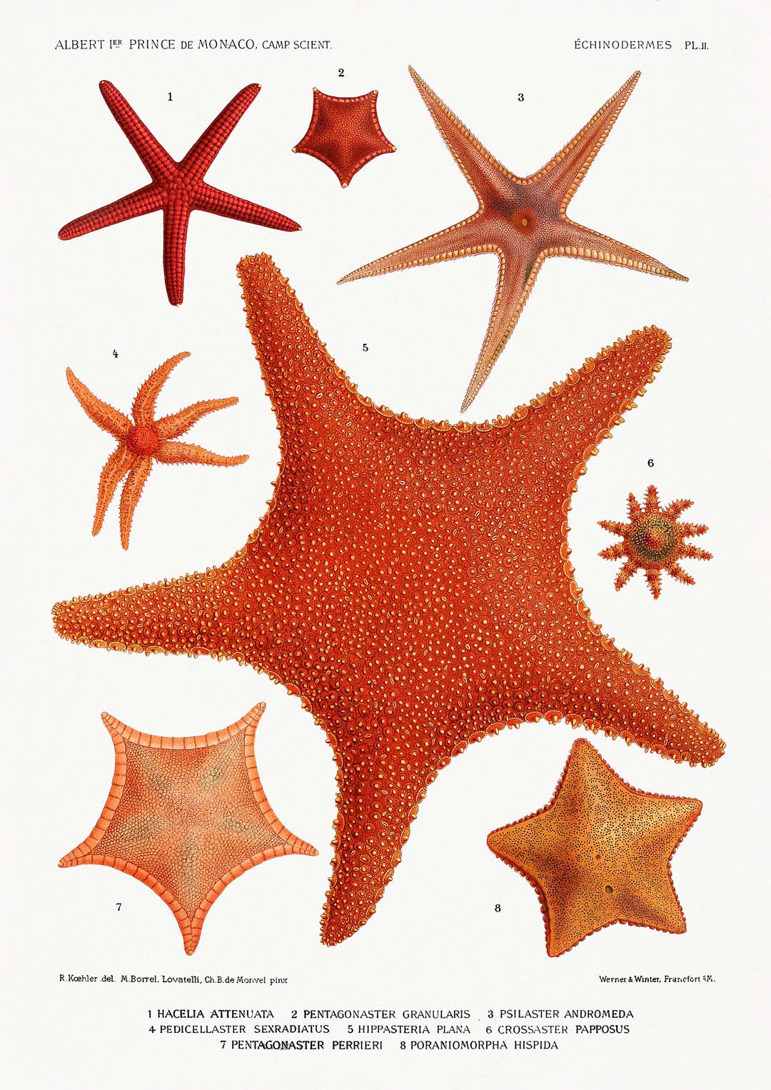 Starfish Varieties 2
