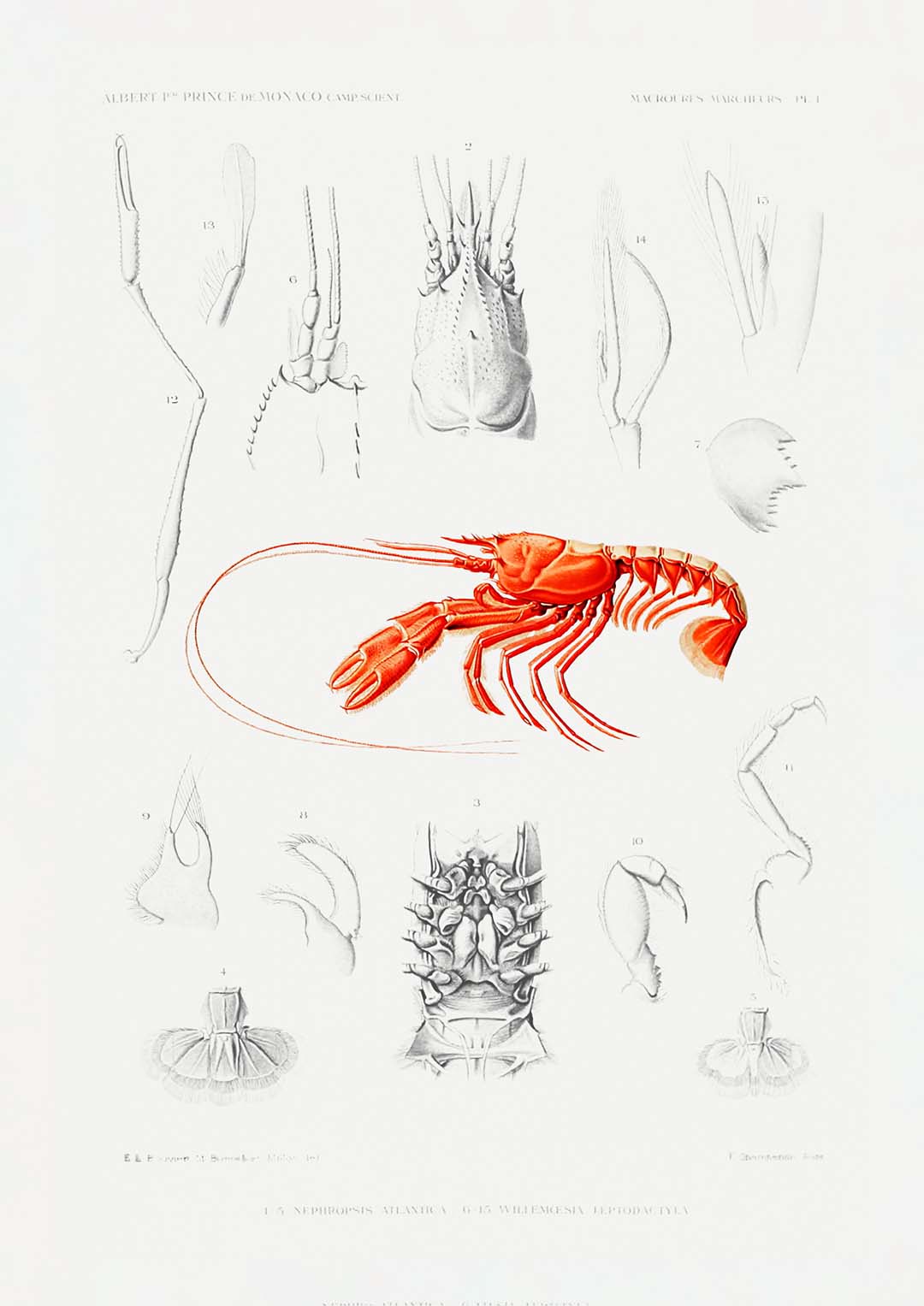 Shrimps External and Internal Organs