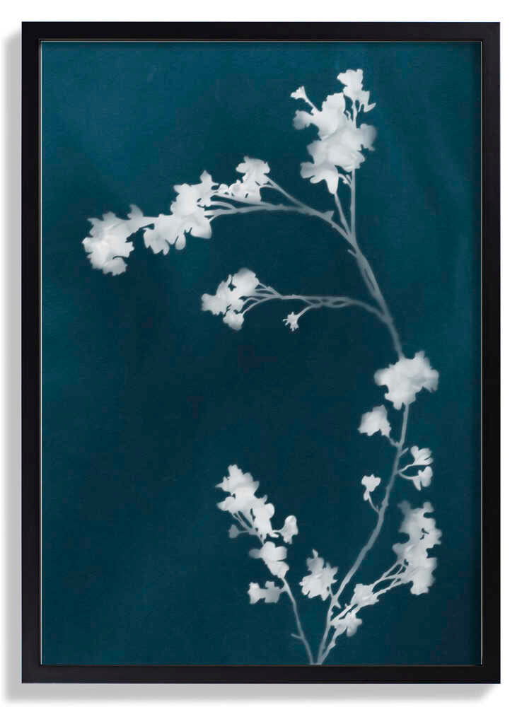 Monographie Blaue Blumen von amini54