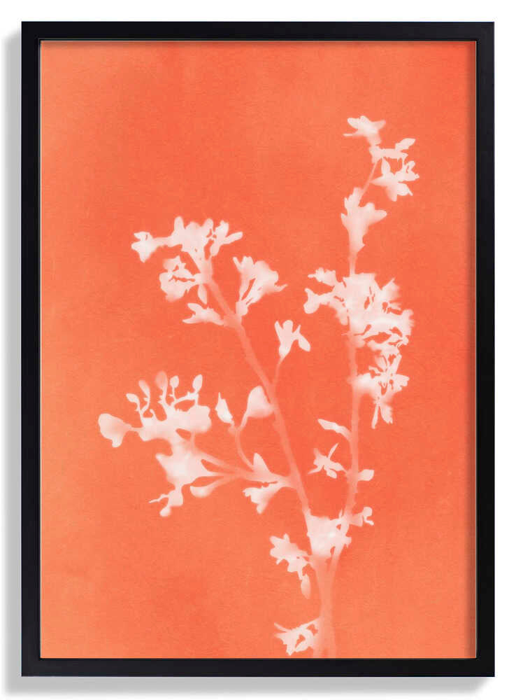 Monograph Orange Flowers by amini54