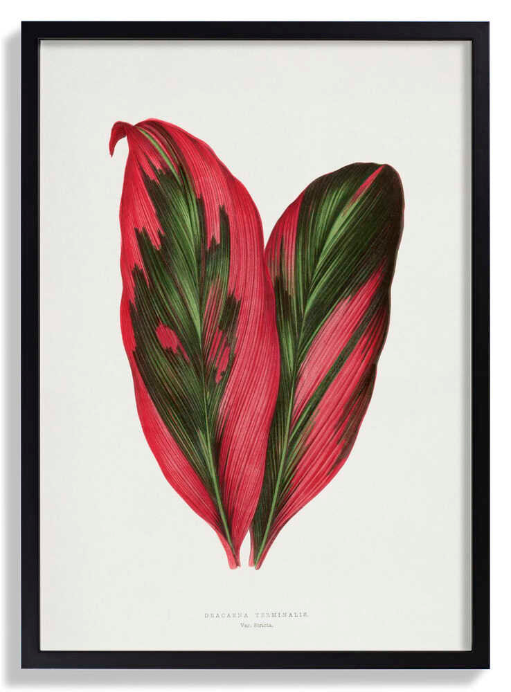 Pink Dracaena Terminalis Leaf Illustration von Les Plantes a Feuillage Colore