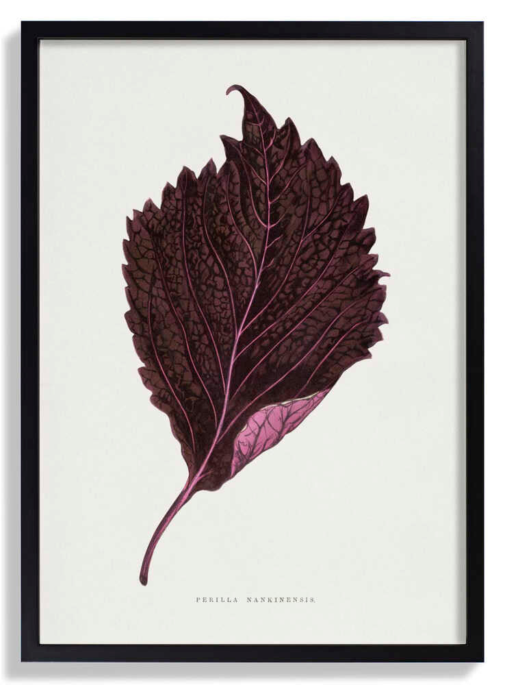 Pink Perilla Nankinensis Leaf Illustration by Les Plantes a Feuillage Colore