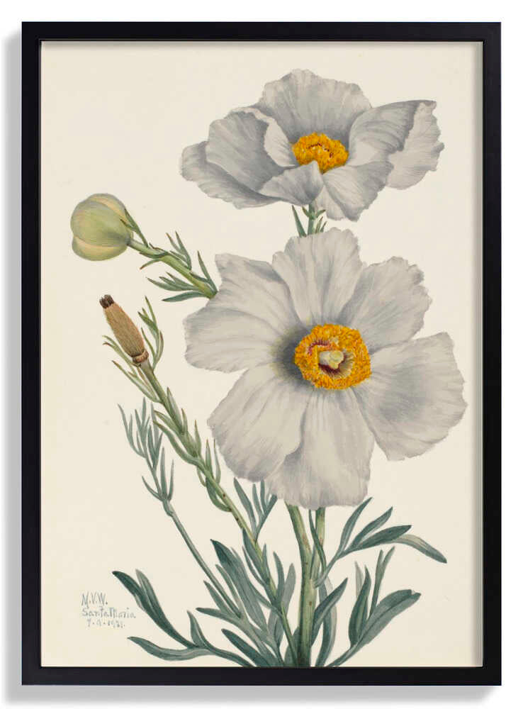 Matilija Poppy by Mary Vaux Walcott